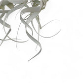 Tillandsia xerographica Zimmerpflanze im Anzuchttopf vor weißem Hintergrund, Produktfoto 6.