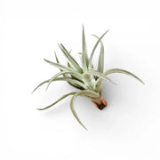 Tillandsia harrisii