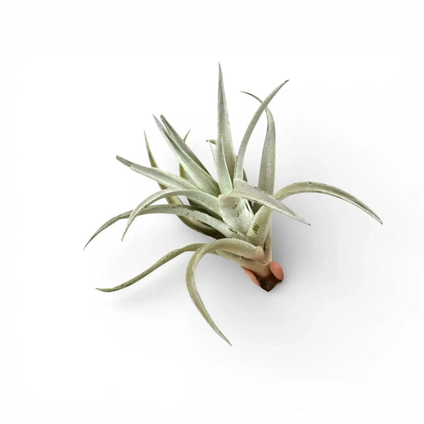 Tillandsia harrisii