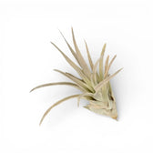 Tillandsia harrisii