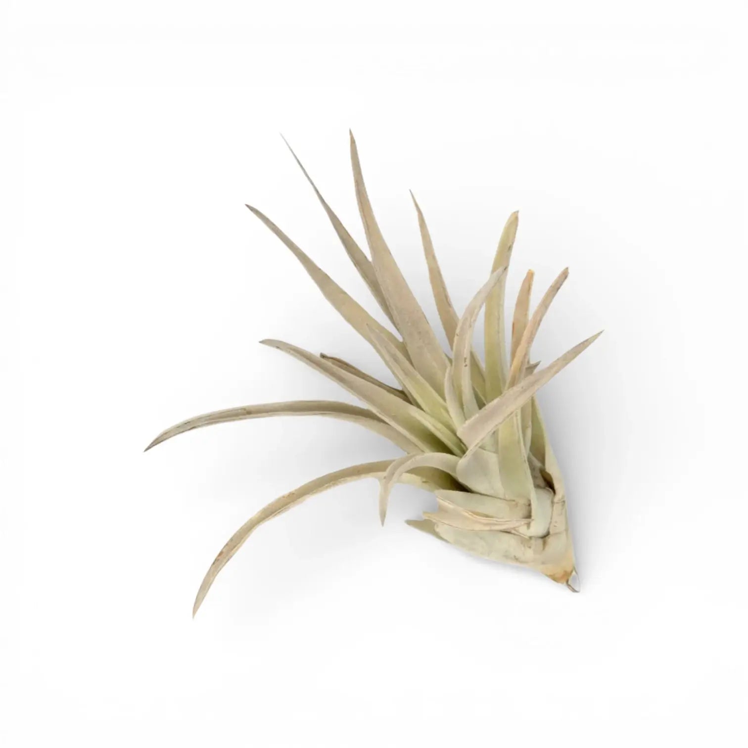 Tillandsia harrisii