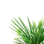 Trachycarpus fortuneii leaf close-up on white background.