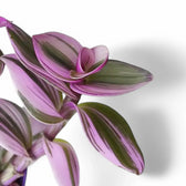 Tradescantia cerinthoides ‘Nanouk’ – Blattdetail vor weißem Hintergrund..