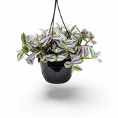 Tradescantia cerinthoides ‘Nanouk’ Zimmerpflanze im Anzuchttopf vor weißem Hintergrund, Produktfoto 4.