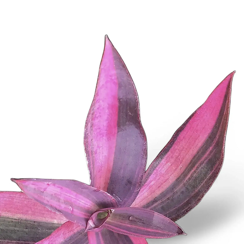Tradescantia pallida ‘Pink Stripe’ – Blattdetail vor weißem Hintergrund..
