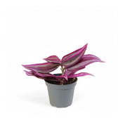 Tradescantia pallida ‘Pink Stripe’ Zimmerpflanze im Anzuchttopf vor weißem Hintergrund, Produktfoto 2.