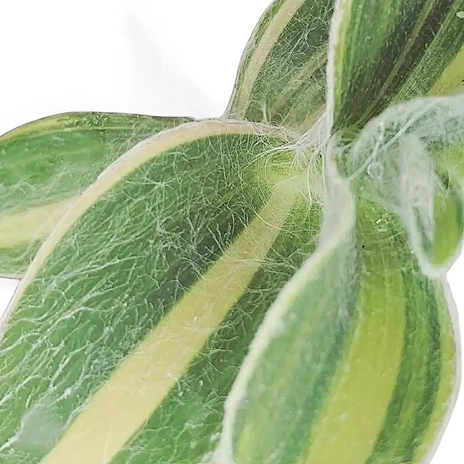 Tradescantia sillamontana ‘Gold Stripes’ leaf close-up on white background.