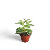 Tradescantia sillamontana ‘Gold Stripes’ potted houseplant in nursery pot on white background, product photo 3.