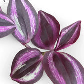 Tradescantia zebrina 'Burgundy' aka 'Purple Joy' leaf close-up on white background.