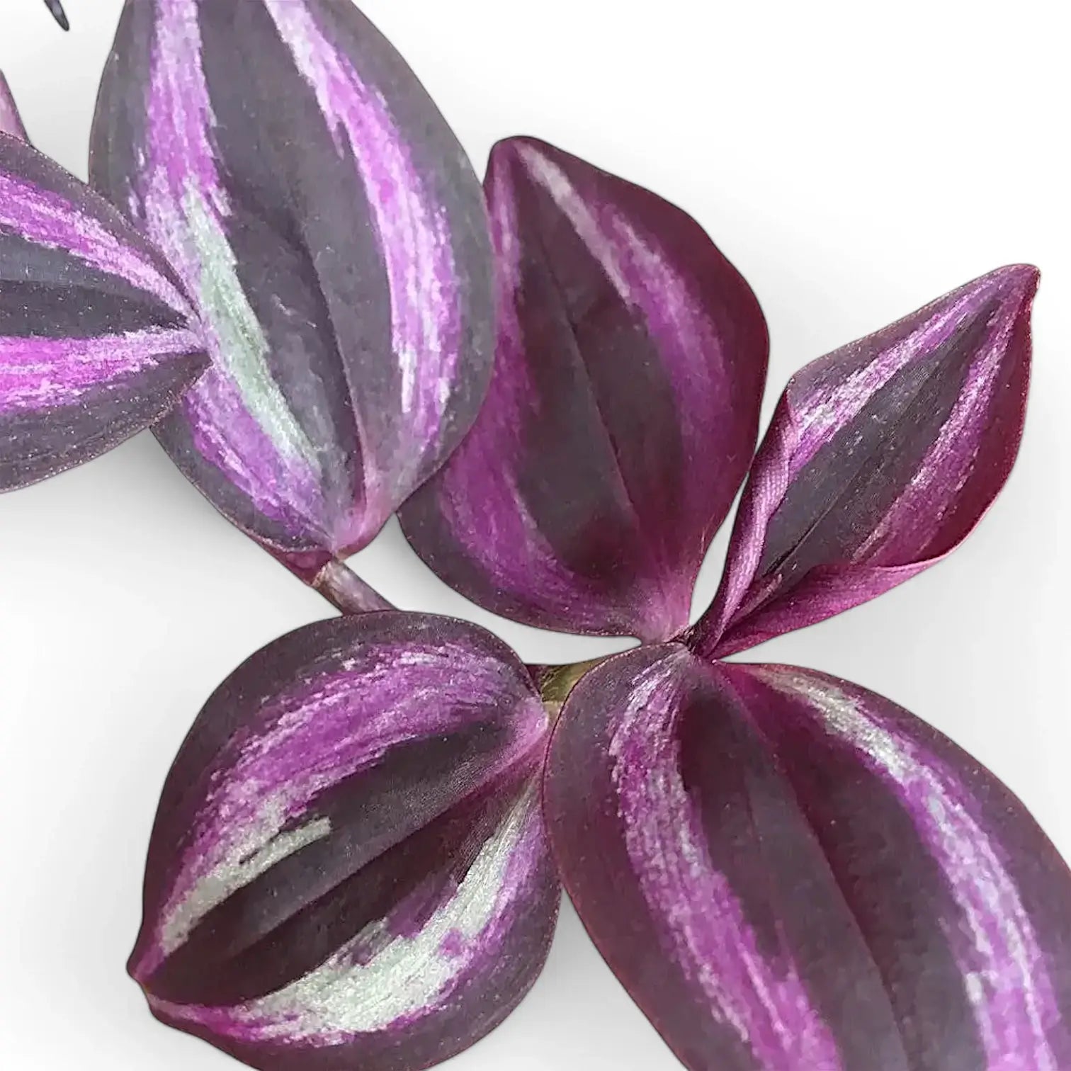 Tradescantia zebrina 'Burgundy' aka 'Purple Joy' leaf close-up on white background.