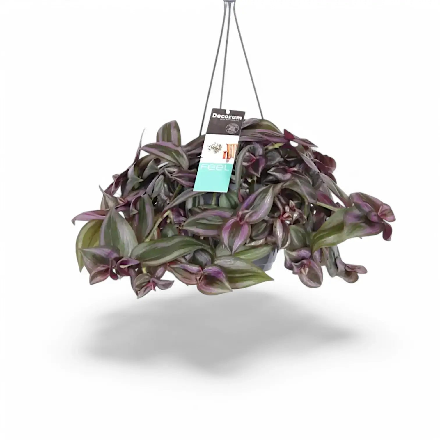 Tradescantia zebrina ‘Little Hill’ potted houseplant in nursery pot on white background, product photo 2.