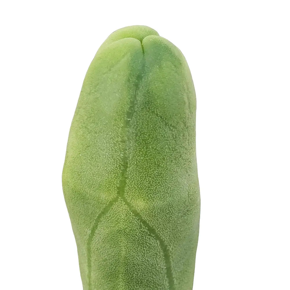 Trichocereus bridgesii f. mostruosa – Blattdetail vor weißem Hintergrund..