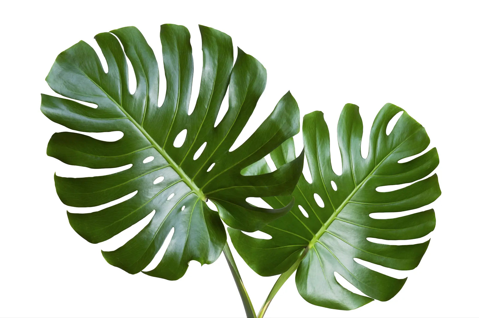 Two large green leaves of Monstera deliciosa on a white background