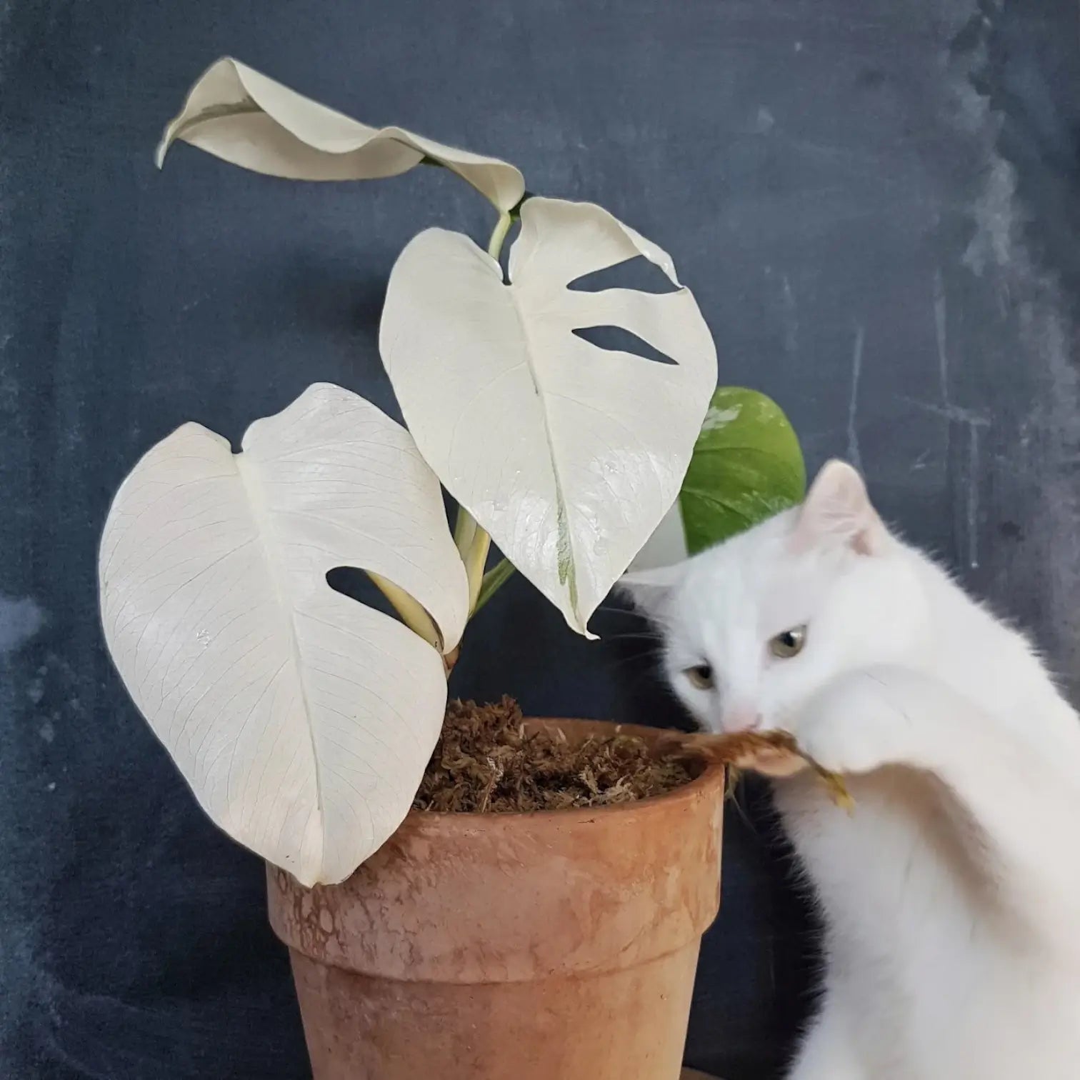 Weiße Katze, die neugierig an einer weiß panaschierten Monstera im Topf schnuppert, vor dunklem Hintergrund