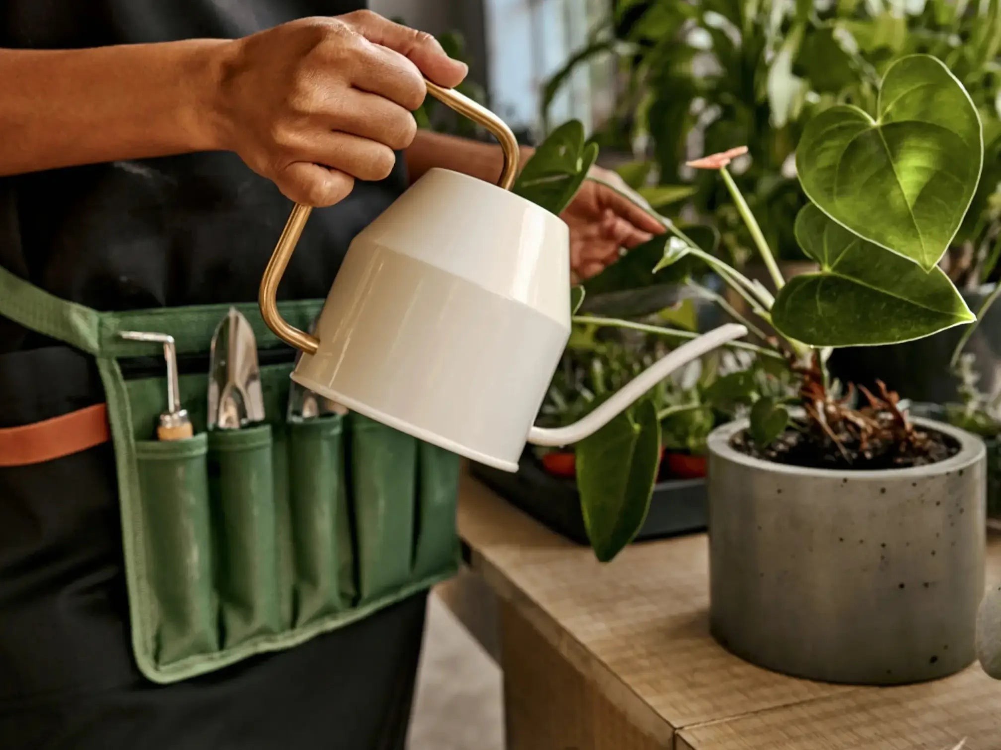 Person gießt eine Pflanze mit einer weißen Gießkanne und trägt einen grünen Werkzeuggürtel mit Gartengeräten