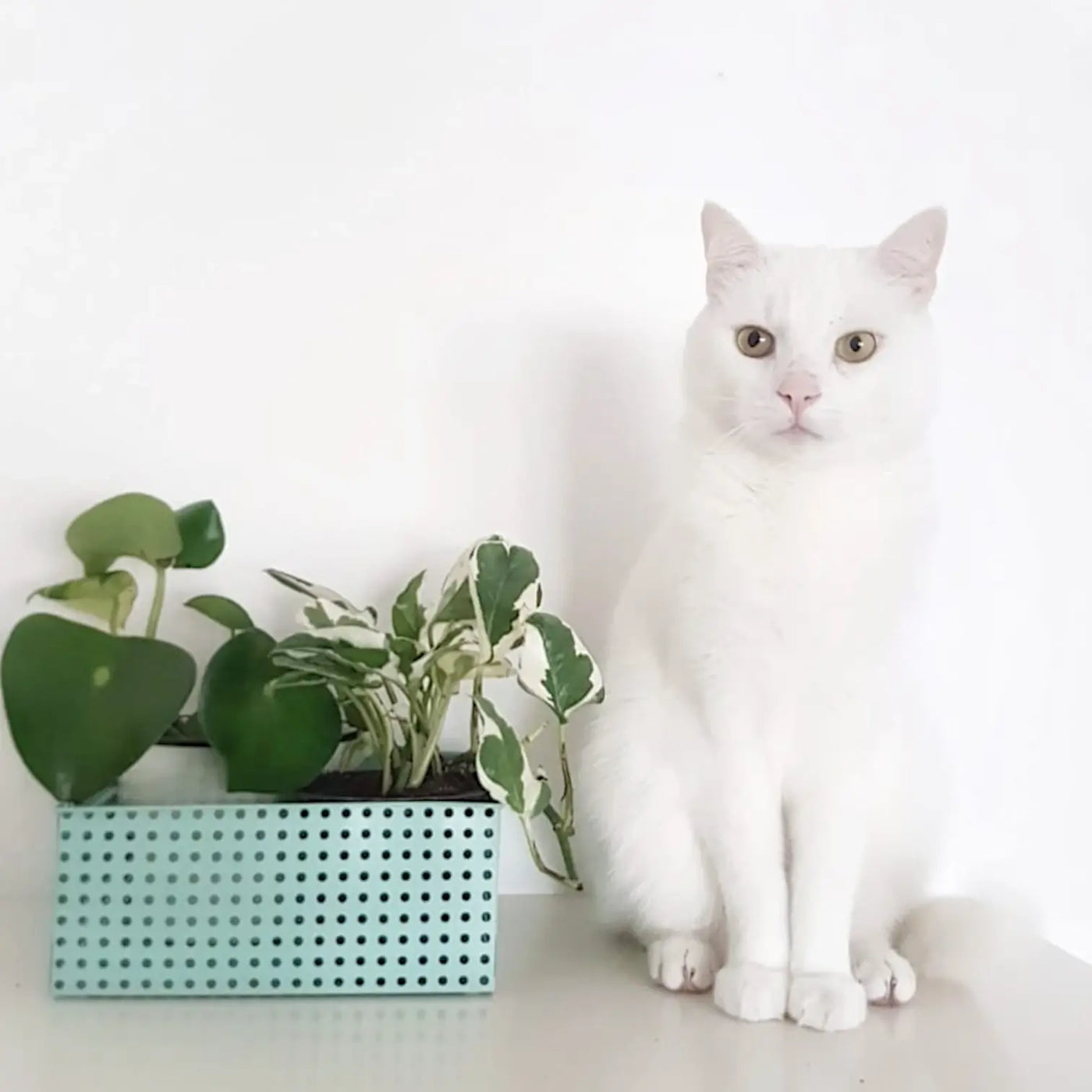 White cat sitting on a shelf next to houseplants