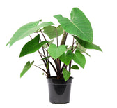 Xanthosoma sagittifolium ‘Frozen Planet' Zimmerpflanze im Anzuchttopf vor weißem Hintergrund, Produktfoto 2.