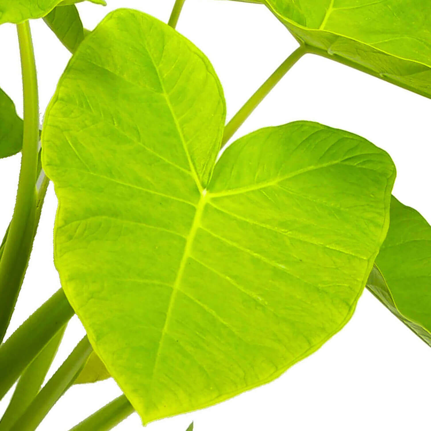 Xanthosoma sagittifolium ‘Lime’ – Blattdetail vor weißem Hintergrund..