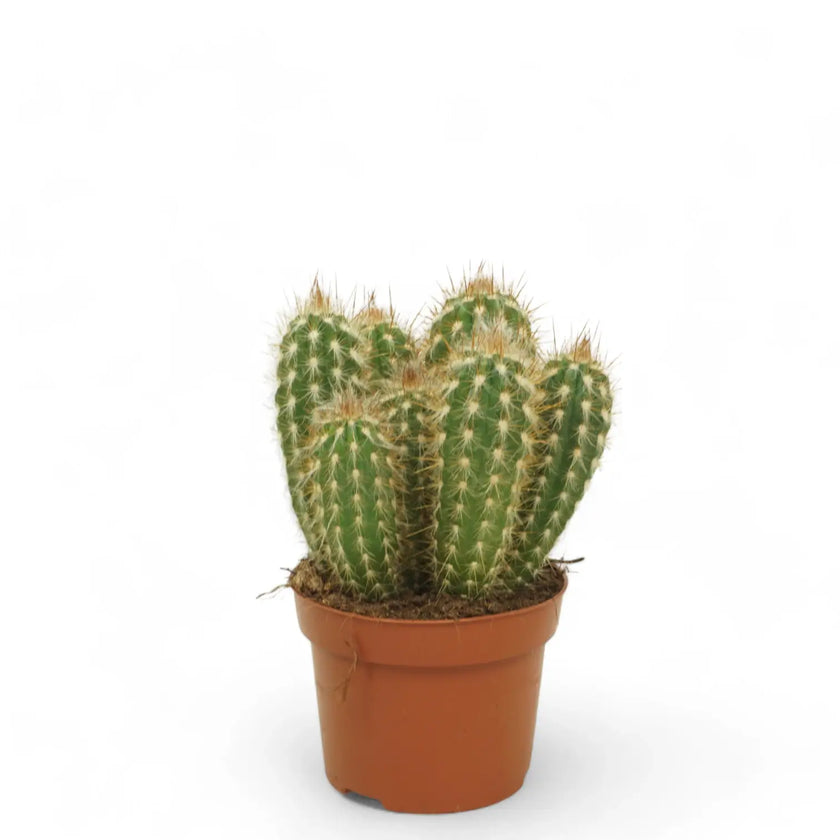 Xiquexique gounellei subsp. gounellei Zimmerpflanze im Anzuchttopf vor weißem Hintergrund, Produktfoto 2.