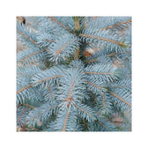 Xmas tree - Picea pungens "Super Blue"