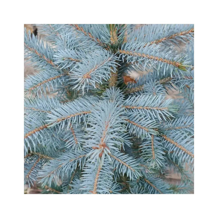Weihnachtsbaum - Picea pungens "Super Blue"