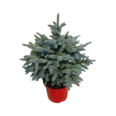 Xmas tree - Picea pungens "Super Blue"