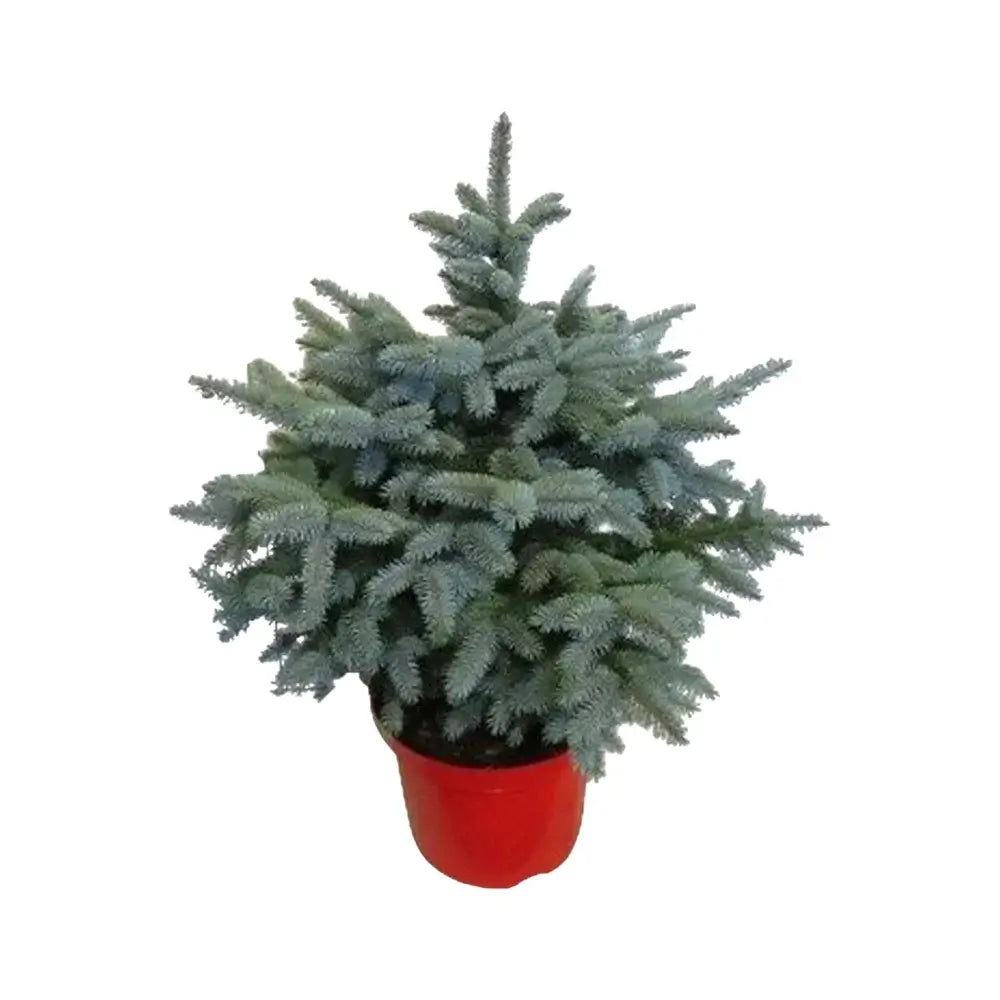Xmas tree - Picea pungens "Super Blue"