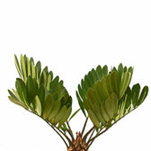 Zamia furfuracea – Blattdetail vor weißem Hintergrund..