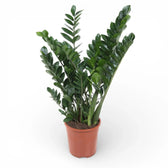 Zamioculcas zamiifolia – Zimmerpflanze im Kulturtopf auf weißem Hintergrund, Produktfoto 5.
