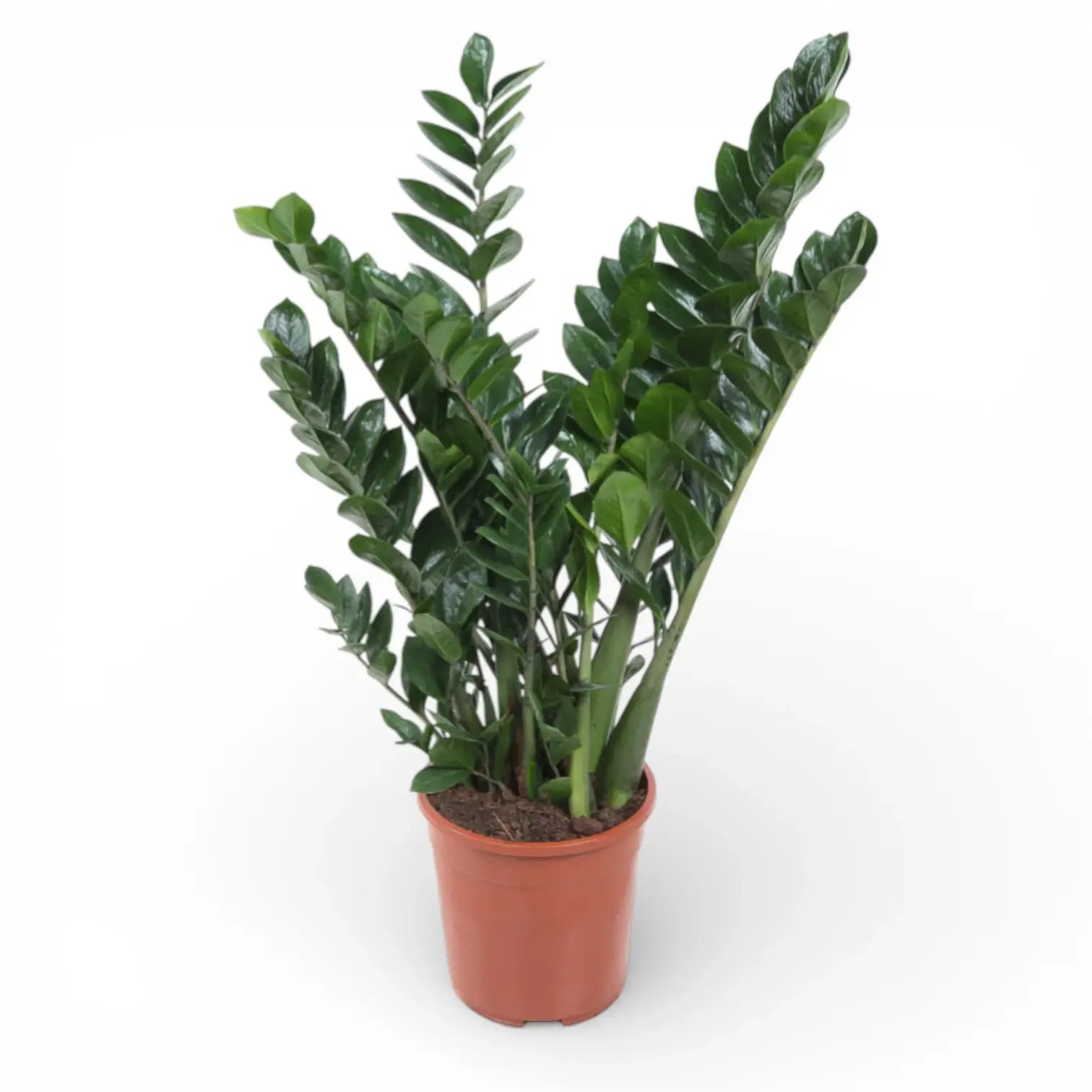 Zamioculcas zamiifolia – Zimmerpflanze im Kulturtopf auf weißem Hintergrund, Produktfoto 5.