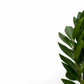 Zamioculcas zamiifolia 'Zamicro' leaf close-up on white background.