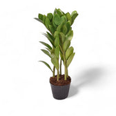 Zamioculcas zamiifolia 'Zamicro' potted houseplant in nursery pot on white background, product photo 2.