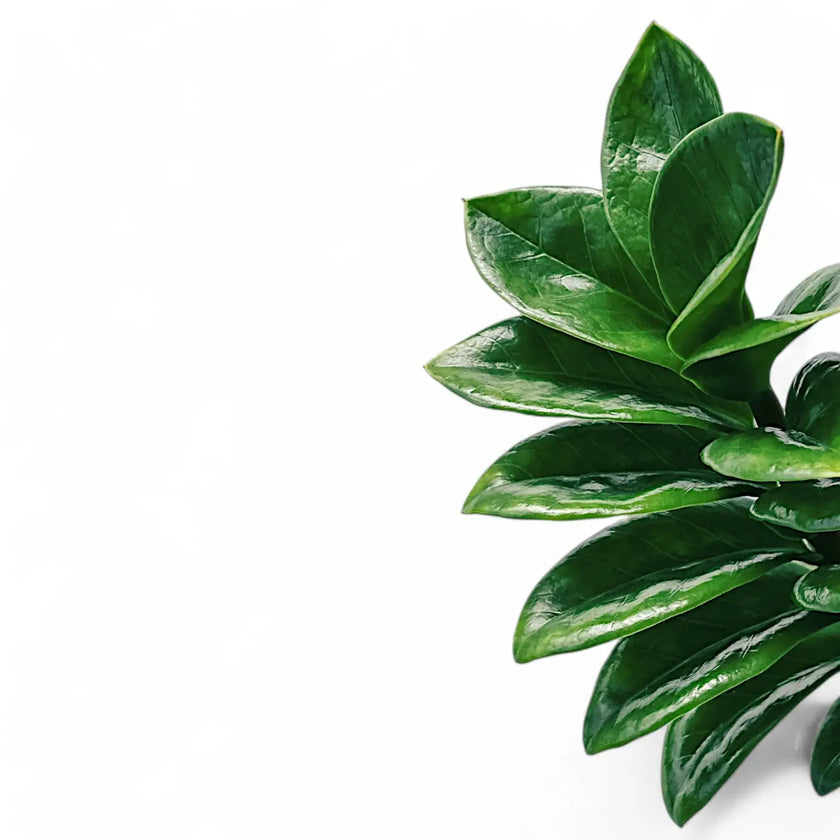 Zamioculcas zamiifolia 'Zenzi' – Blattdetail vor weißem Hintergrund..