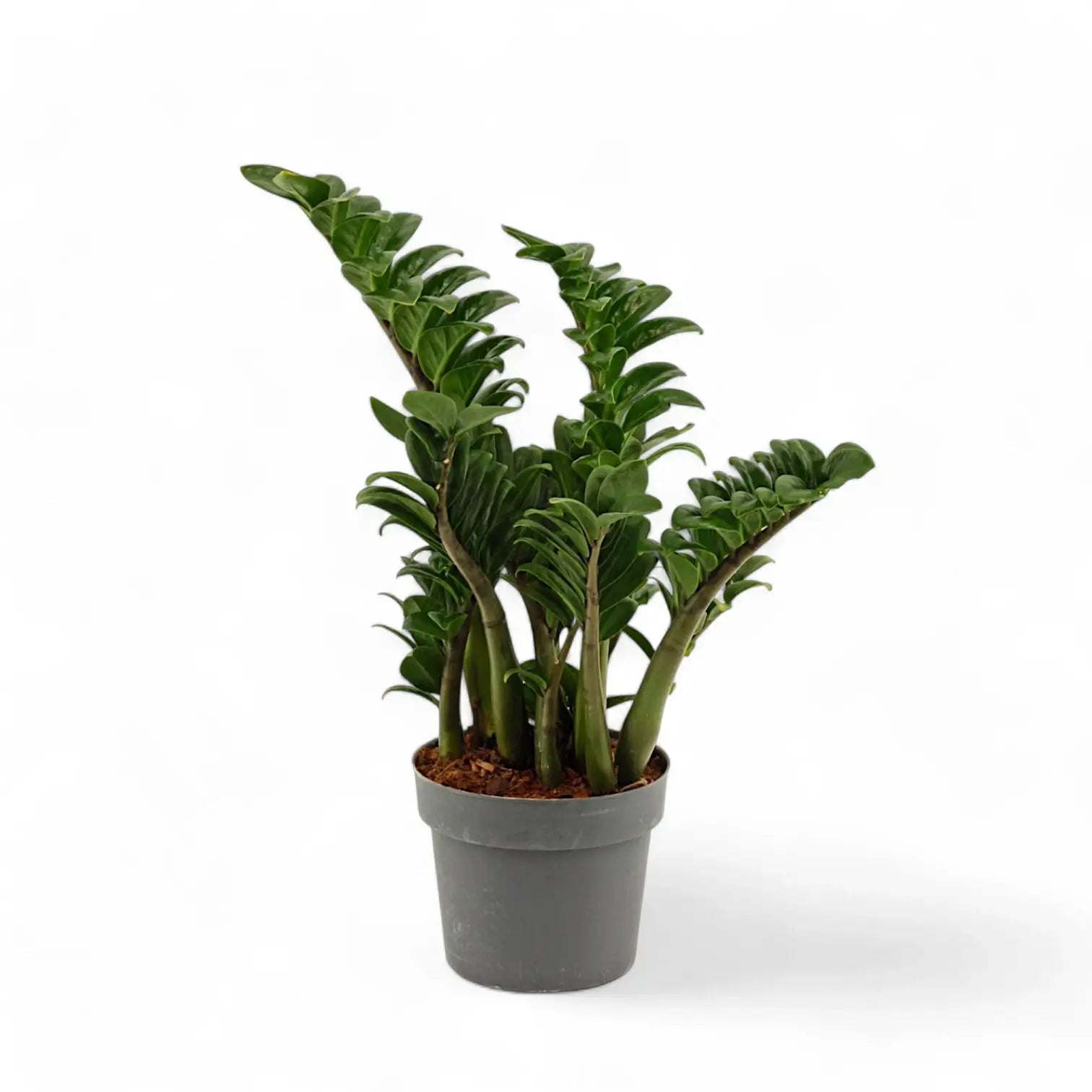 Zamioculcas zamiifolia 'Zenzi' Zimmerpflanze im Anzuchttopf vor weißem Hintergrund, Produktfoto 5.