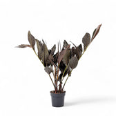 Zingiber malaysianum 'Chocolate' potted houseplant in nursery pot on white background, product photo 2.