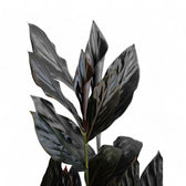 Zingiber malaysianum 'Chocolate' potted houseplant in nursery pot on white background, product photo 3.