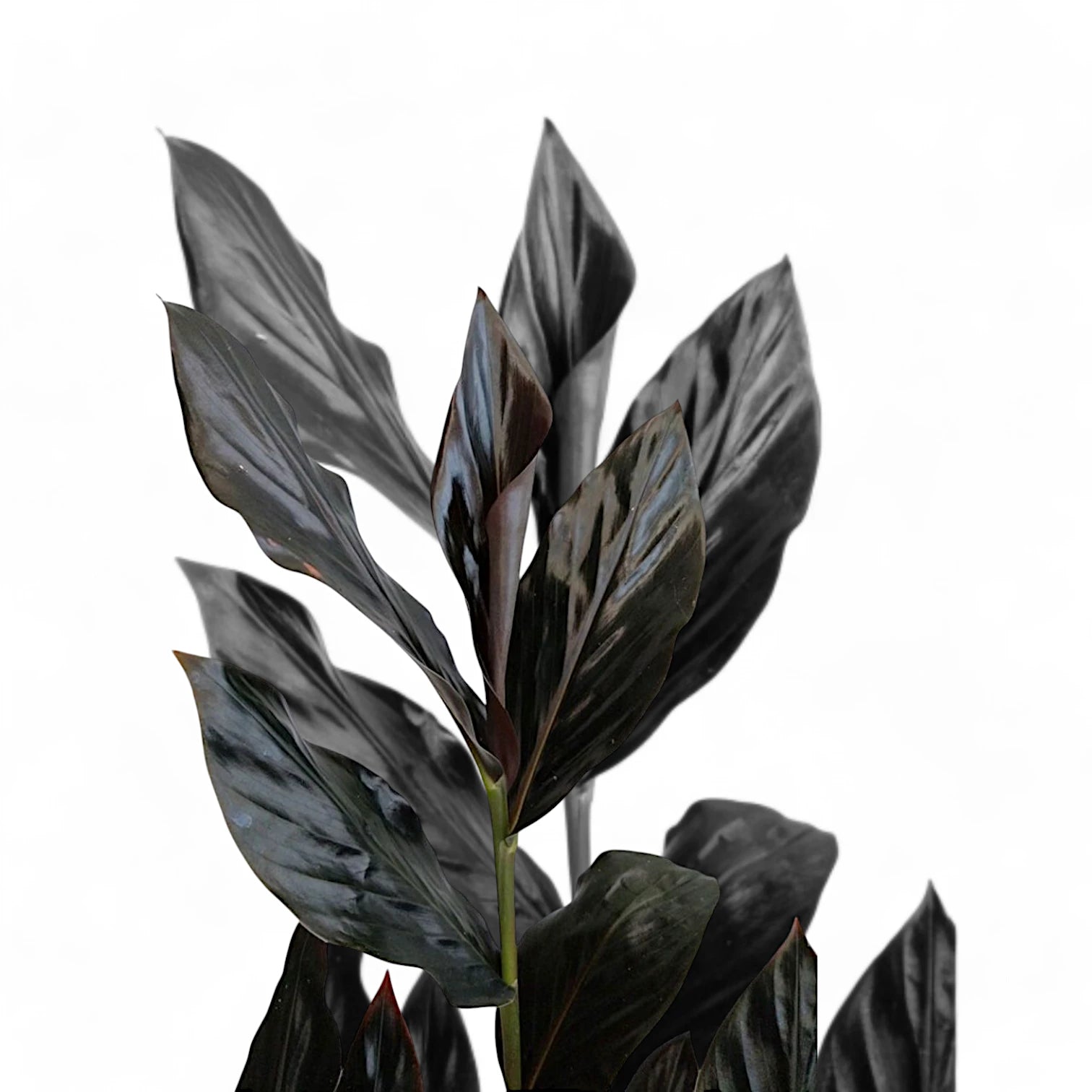 Zingiber malaysianum 'Chocolate' potted houseplant in nursery pot on white background, product photo 3.