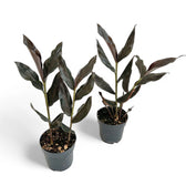 Zingiber malaysianum 'Chocolate' potted houseplant in nursery pot on white background, product photo 4.