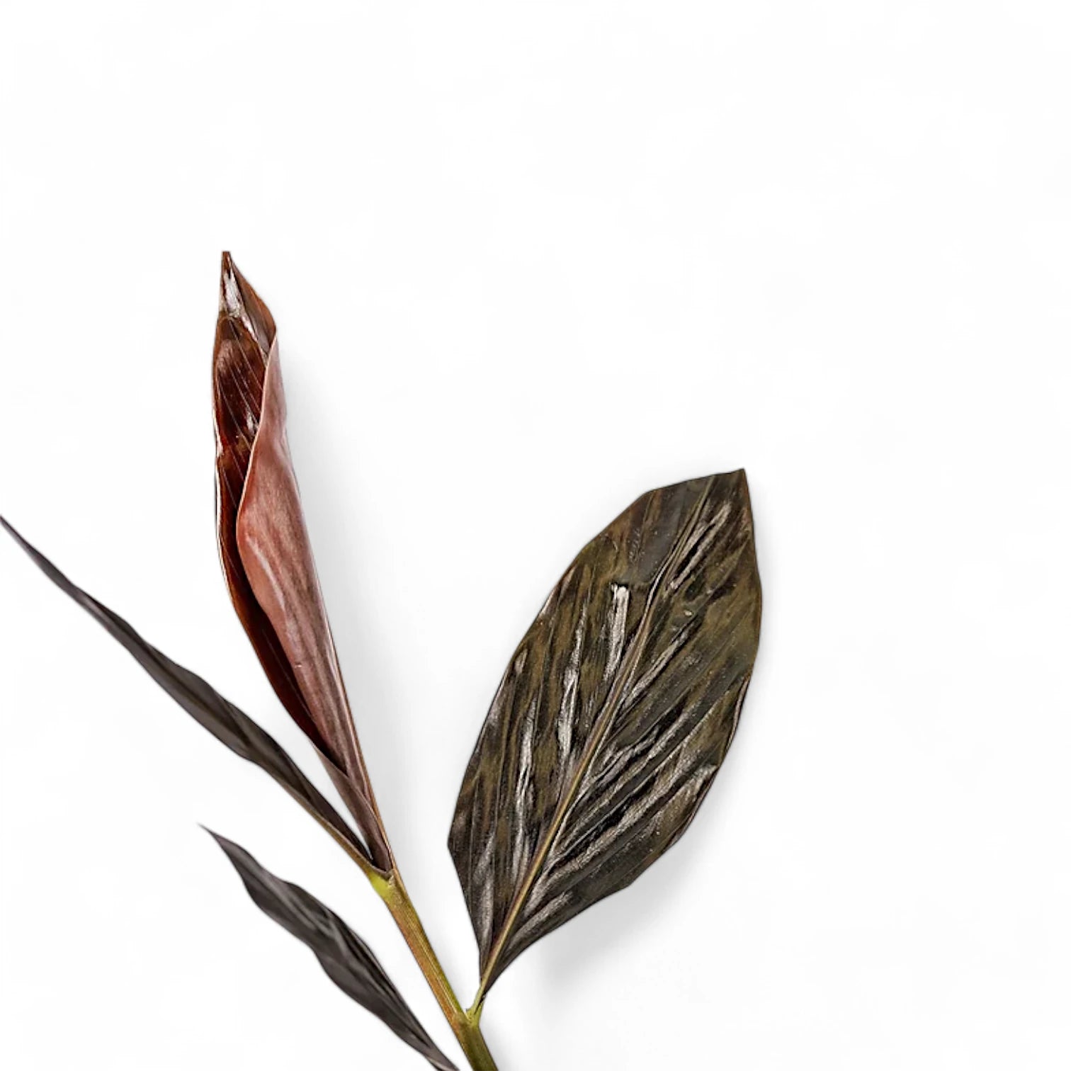 Zingiber malaysianum 'Chocolate' potted houseplant in nursery pot on white background, product photo 5.