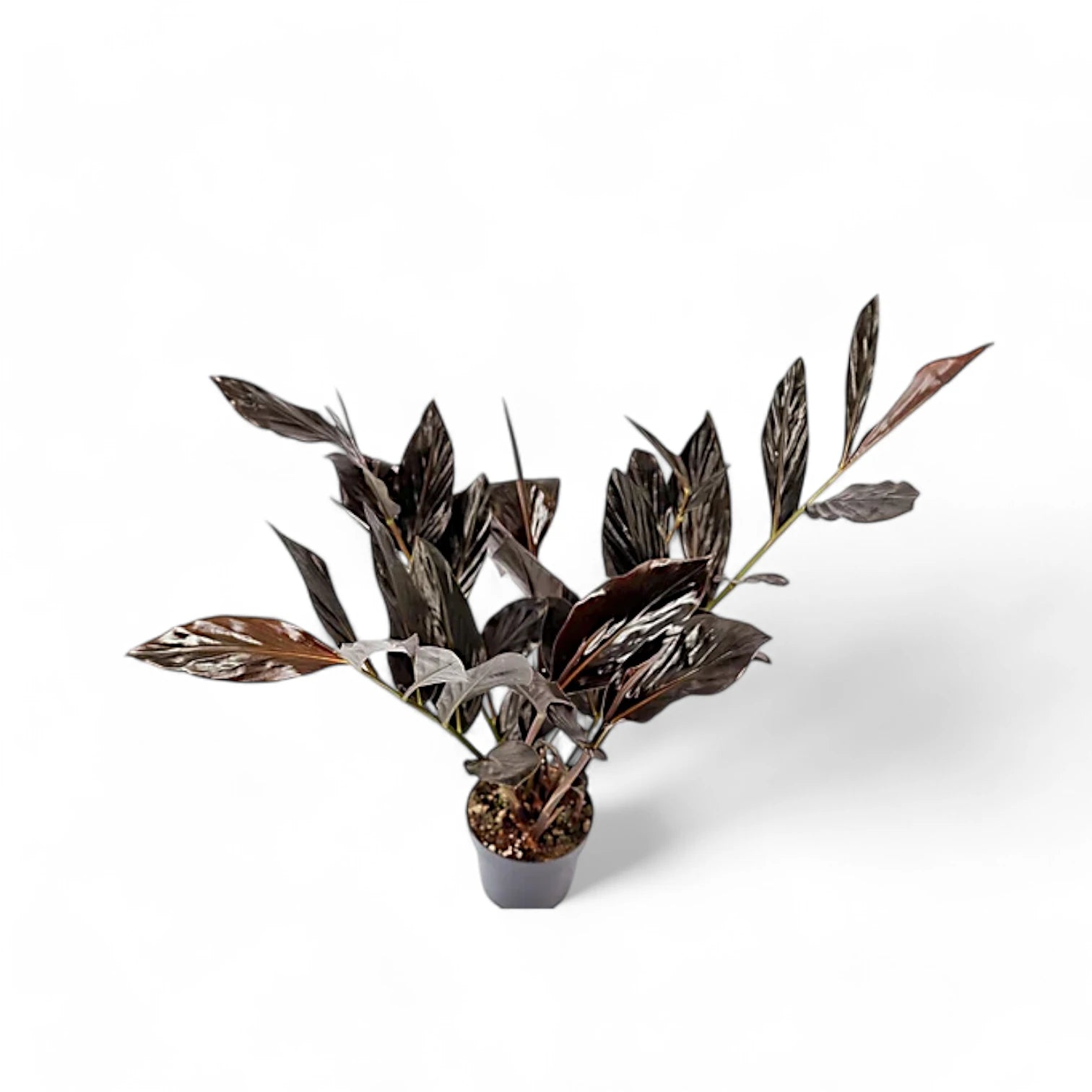 Zingiber malaysianum 'Chocolate' potted houseplant in nursery pot on white background, product photo 6.