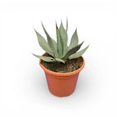 Agave neomexicana