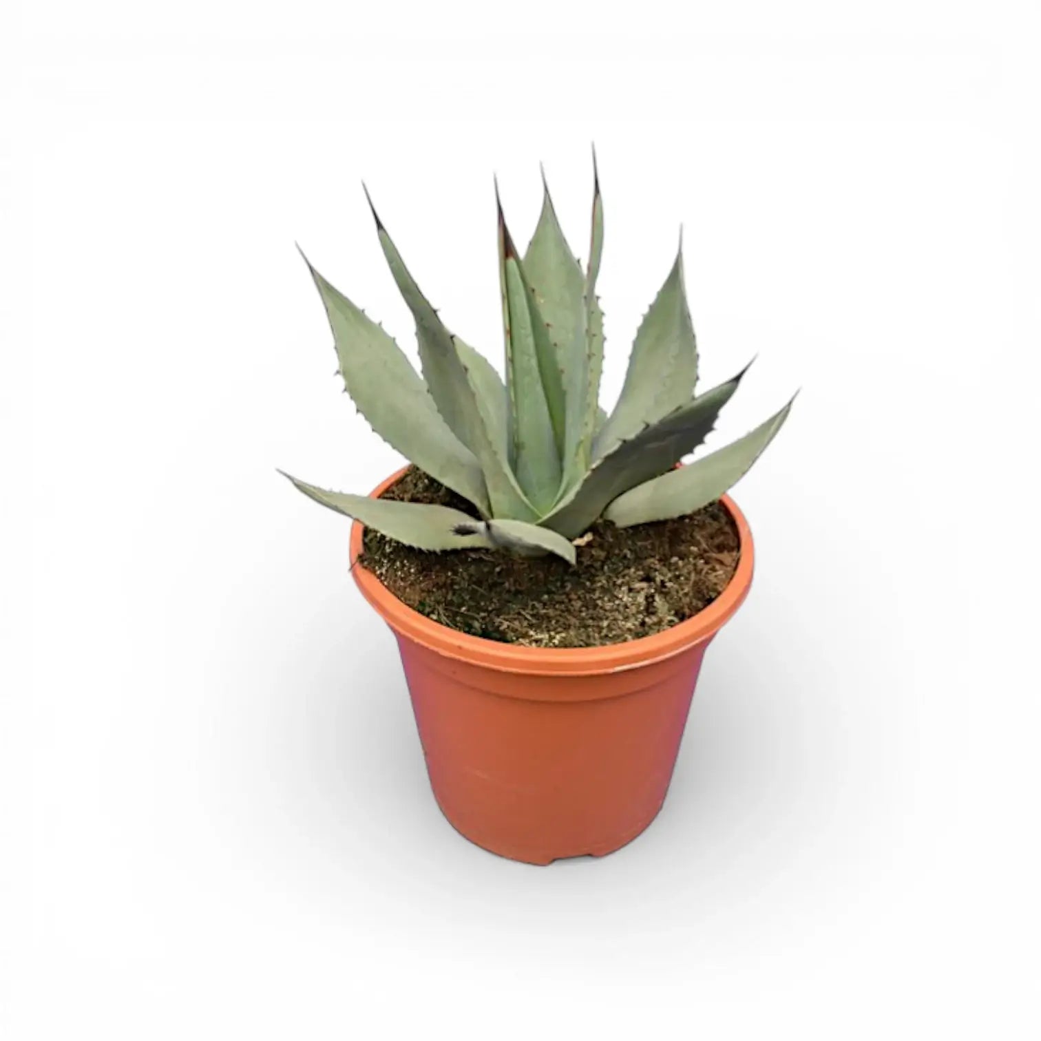 Agave neomexicana