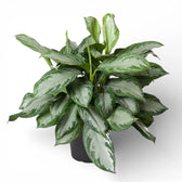 Aglaonema 'Silver Bay' potted houseplant in nursery pot on white background, product photo 2.