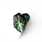 Alocasia 'Venom'