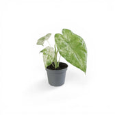 Alocasia macrorrhizos 'Splash' ('Camouflage') potted houseplant in nursery pot on white background, product photo 2.