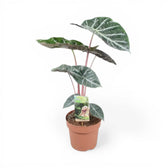 Alocasia 'Pink Dragon' ('Aurora') – Zimmerpflanze im Kulturtopf auf weißem Hintergrund, Produktfoto 3.