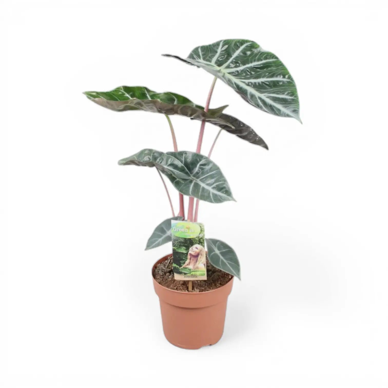 Alocasia 'Pink Dragon' ('Aurora') – Zimmerpflanze im Kulturtopf auf weißem Hintergrund, Produktfoto 3.