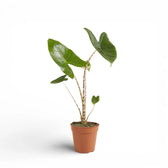 Alocasia zebrina – Topfpflanze im Kulturtopf vor weißem Hintergrund, Produktfoto 5.