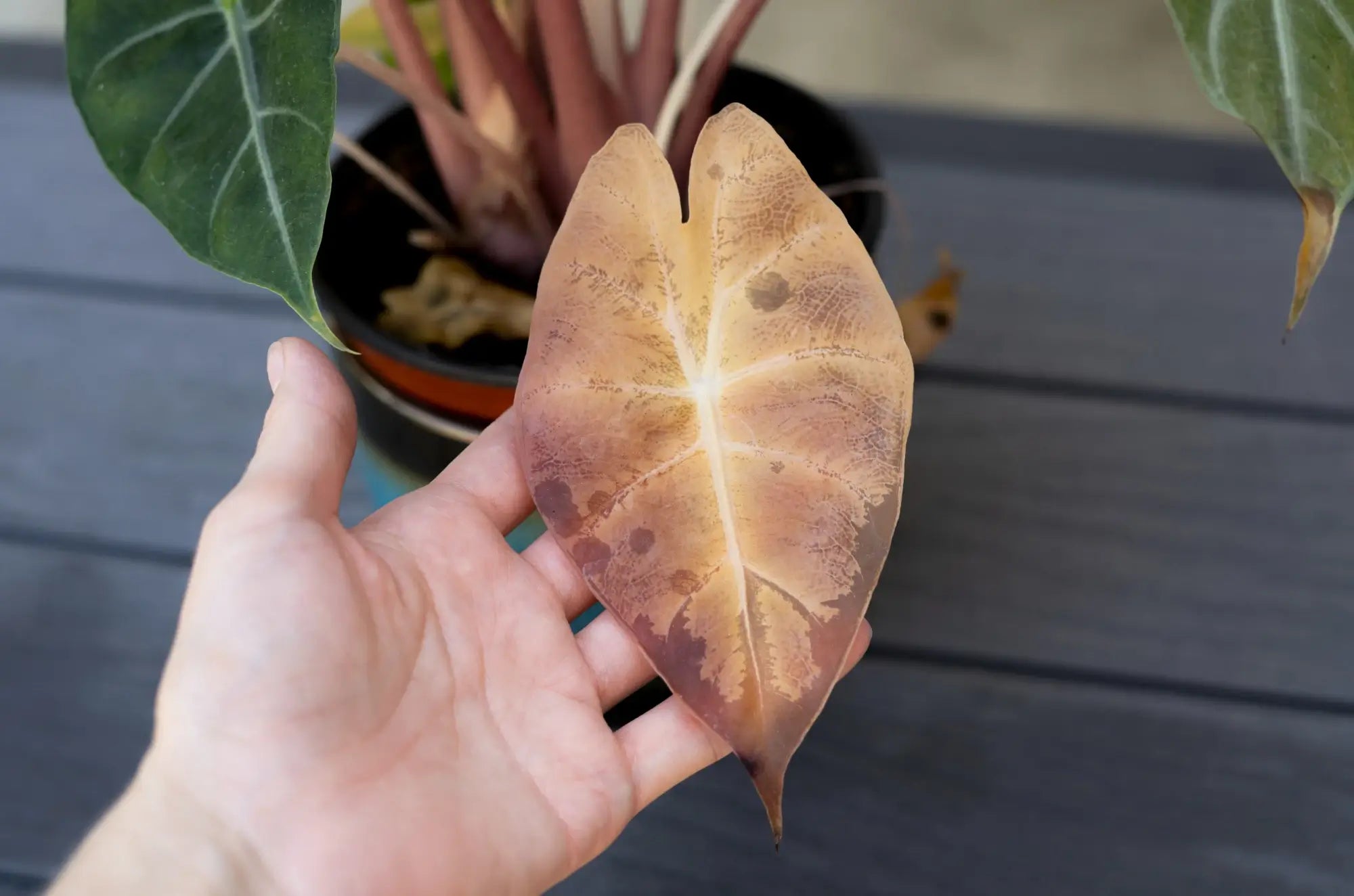 Hand holding a brown leaf with a blurred plant background