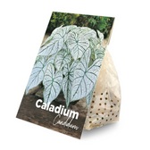 Caladium 'Candidum'